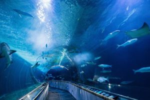 https://www.waterfront.co.za/wp-content/uploads/2018/04/Aquarium_of_the_Bay-300x200.jpg