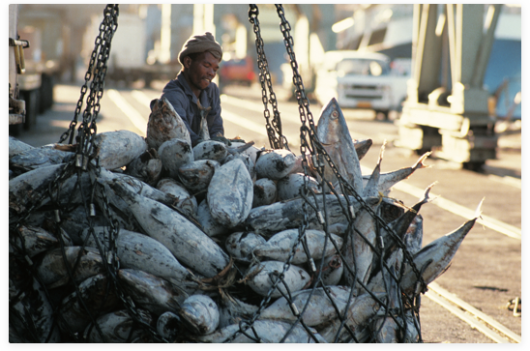 Commercial fishing at the V&A Waterfront