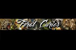 Feral Curios logo