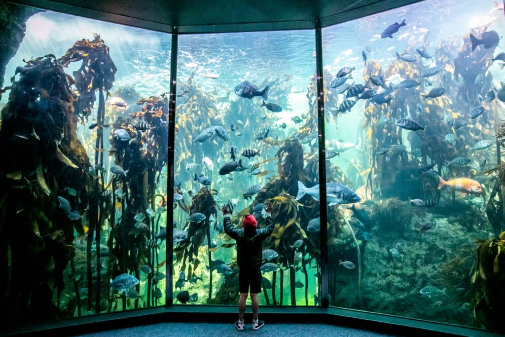 Two Oceans Aquarium Celebrates 25 Years V&A Waterfront