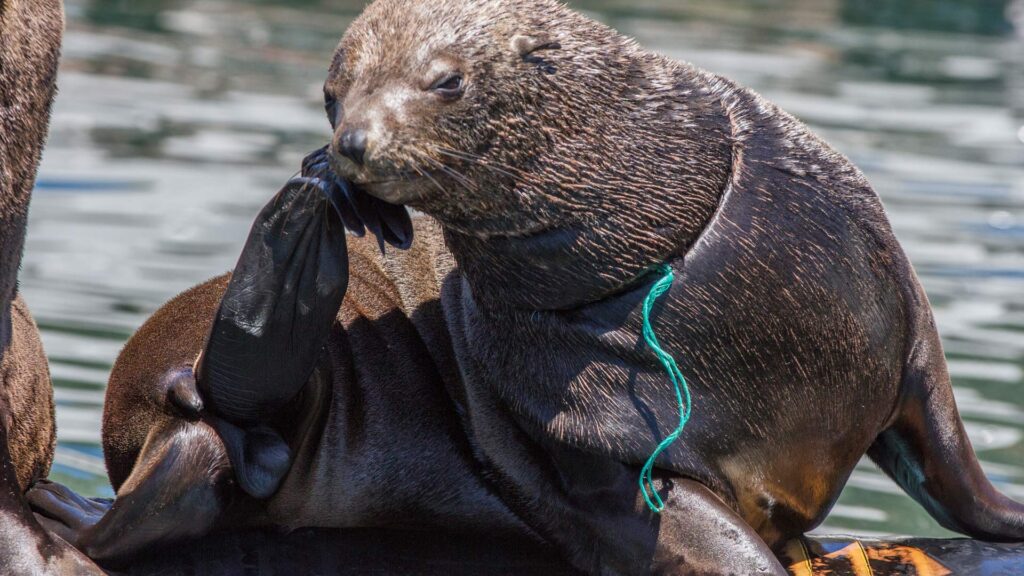 Ocean Sustainability